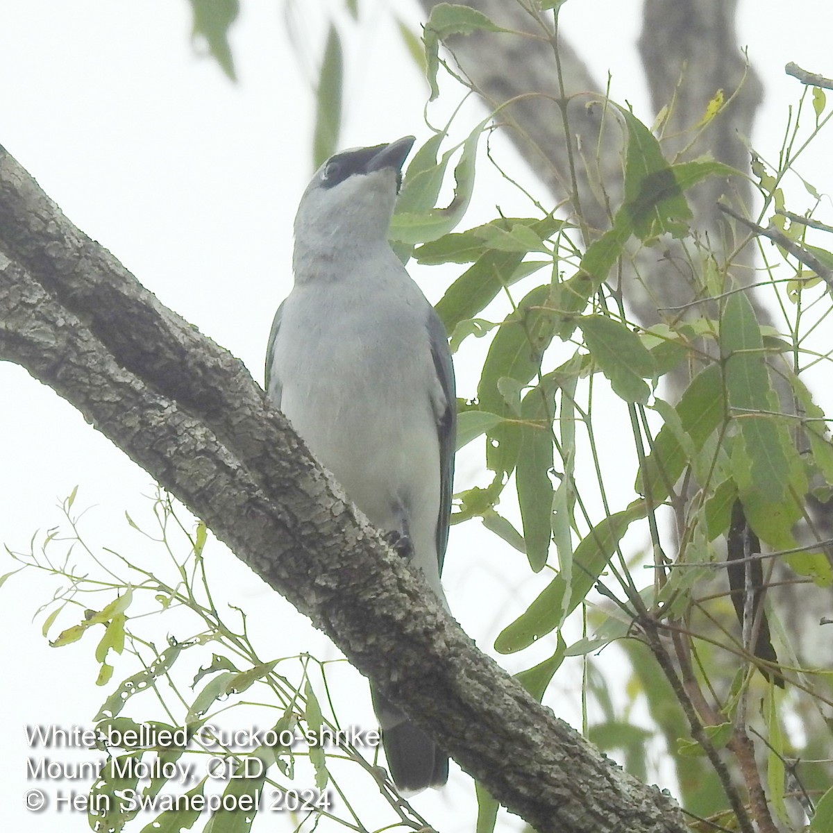 White-bellied Cuckooshrike - ML615983754