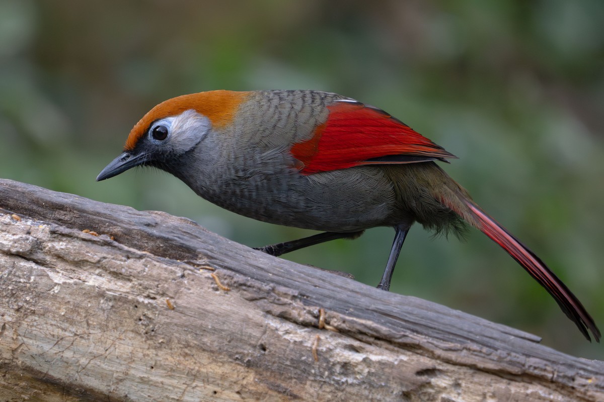Red-tailed Laughingthrush - Richard Edden