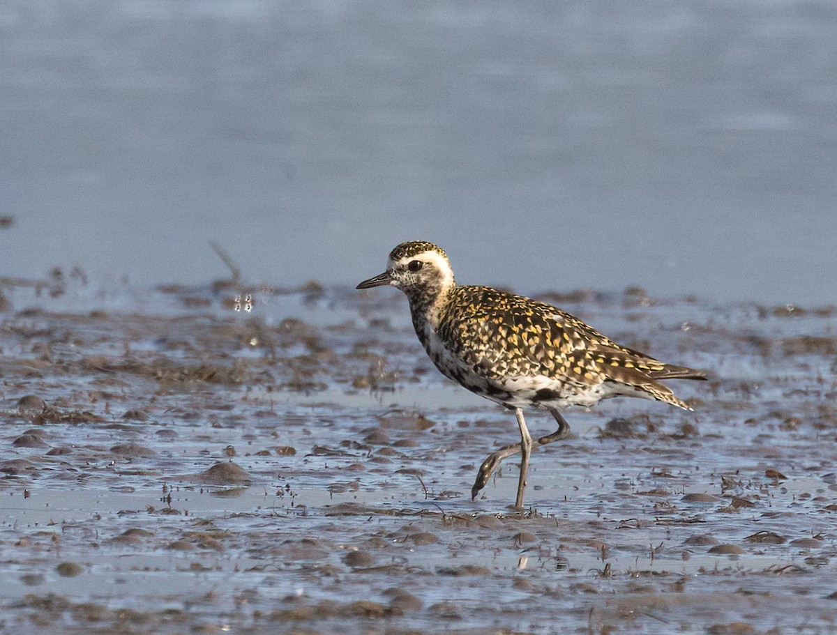 Pacific Golden-Plover - Louise Summerhayes