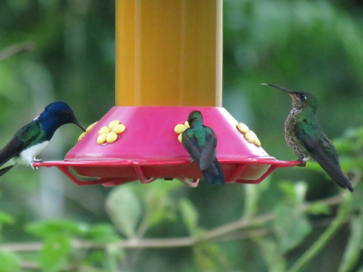 Many-spotted Hummingbird - Gary Prescott