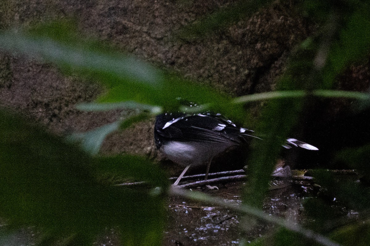Spotted Forktail - ML615983916