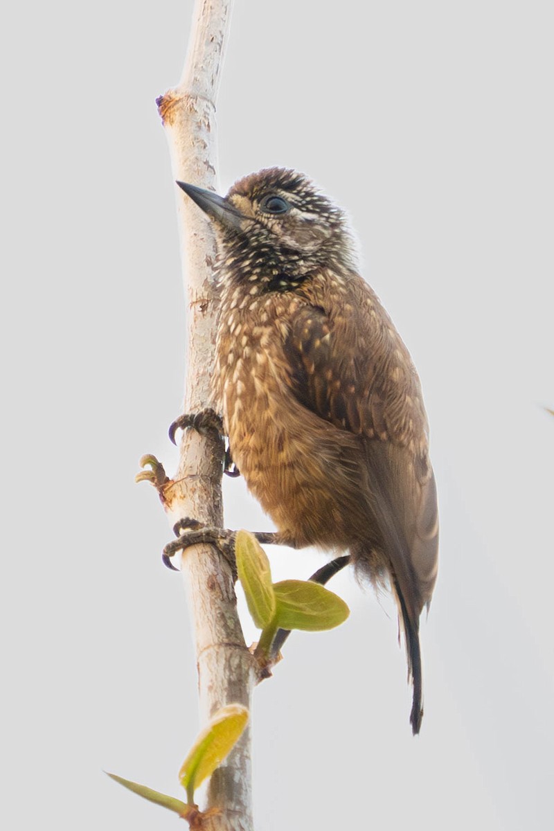 Speckled Piculet - ML615983932