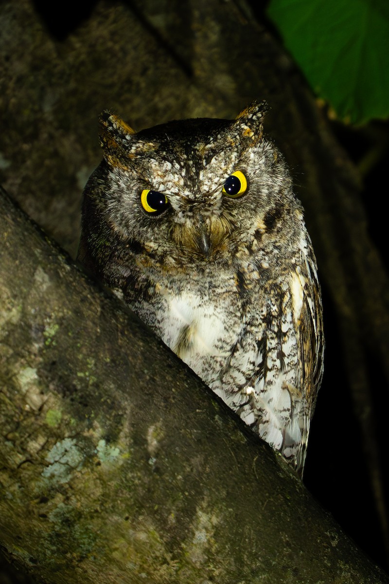 Oriental Scops-Owl - Richard Edden