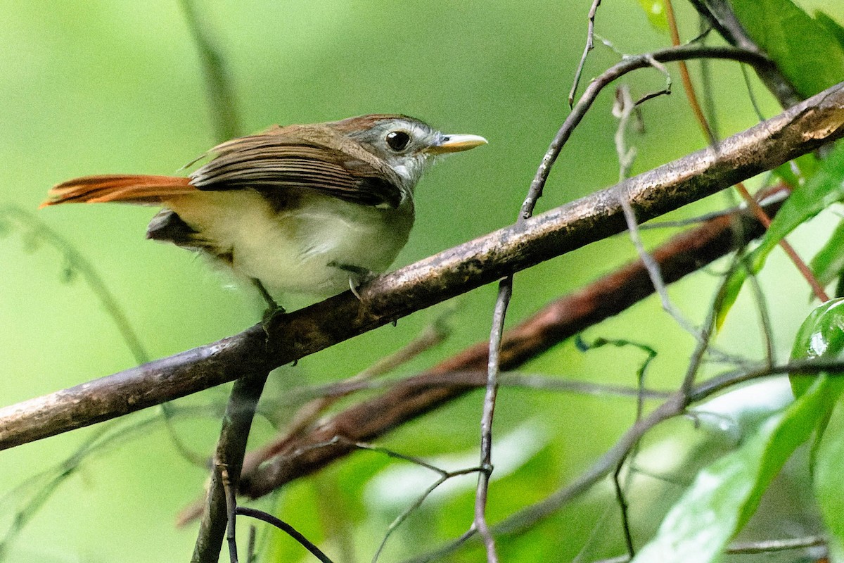Sooty-capped Babbler - ML615984095