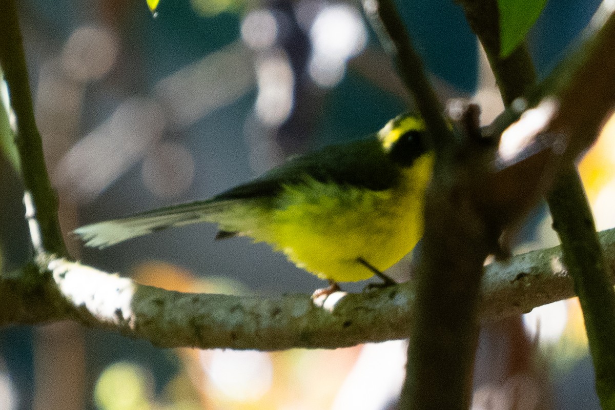 Yellow-bellied Fairy-Fantail - ML615984096