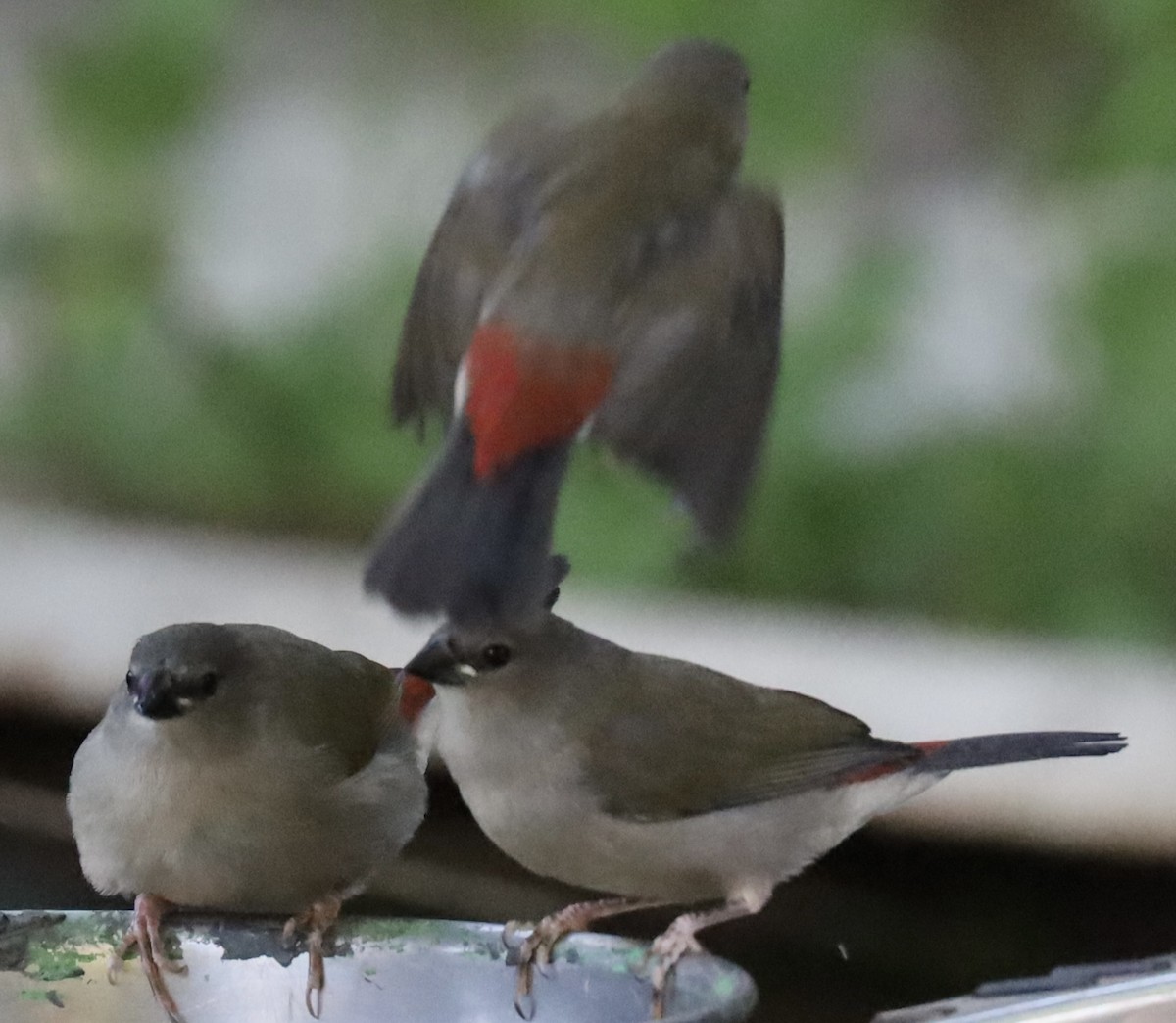 Red-browed Firetail - ML615984185