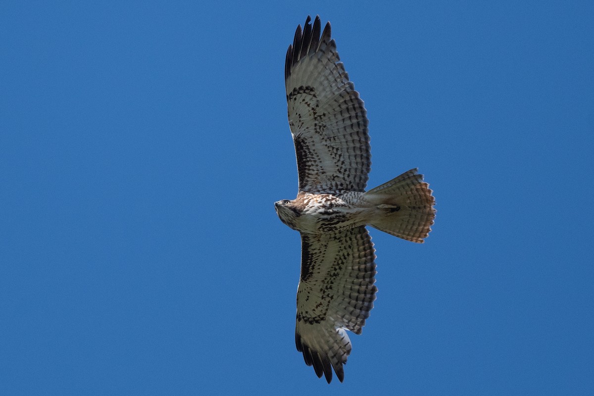 Red-tailed Hawk - ML615984497