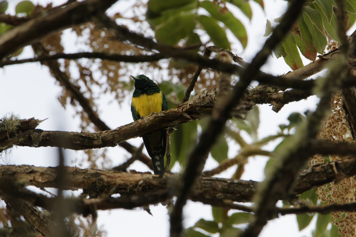 African Emerald Cuckoo - Rene Ritsema