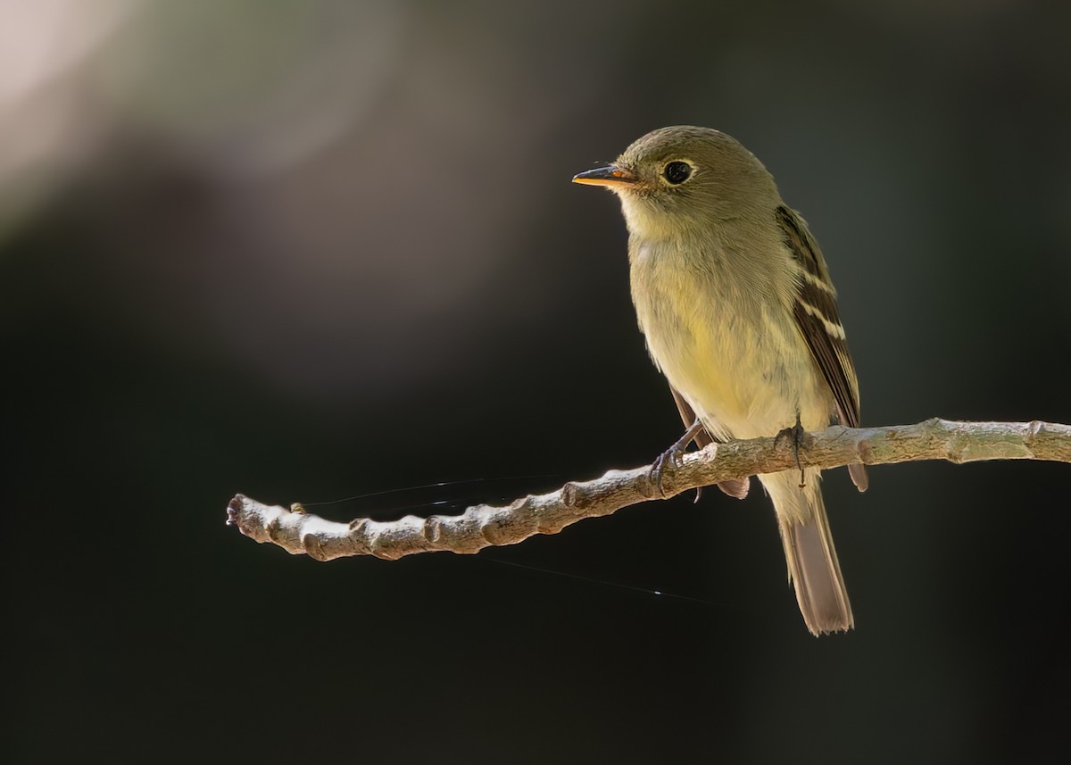 Least Flycatcher - Lars Petersson | My World of Bird Photography