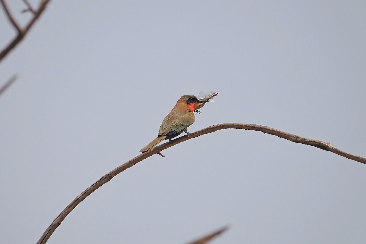 Red-throated Bee-eater - ML615984698