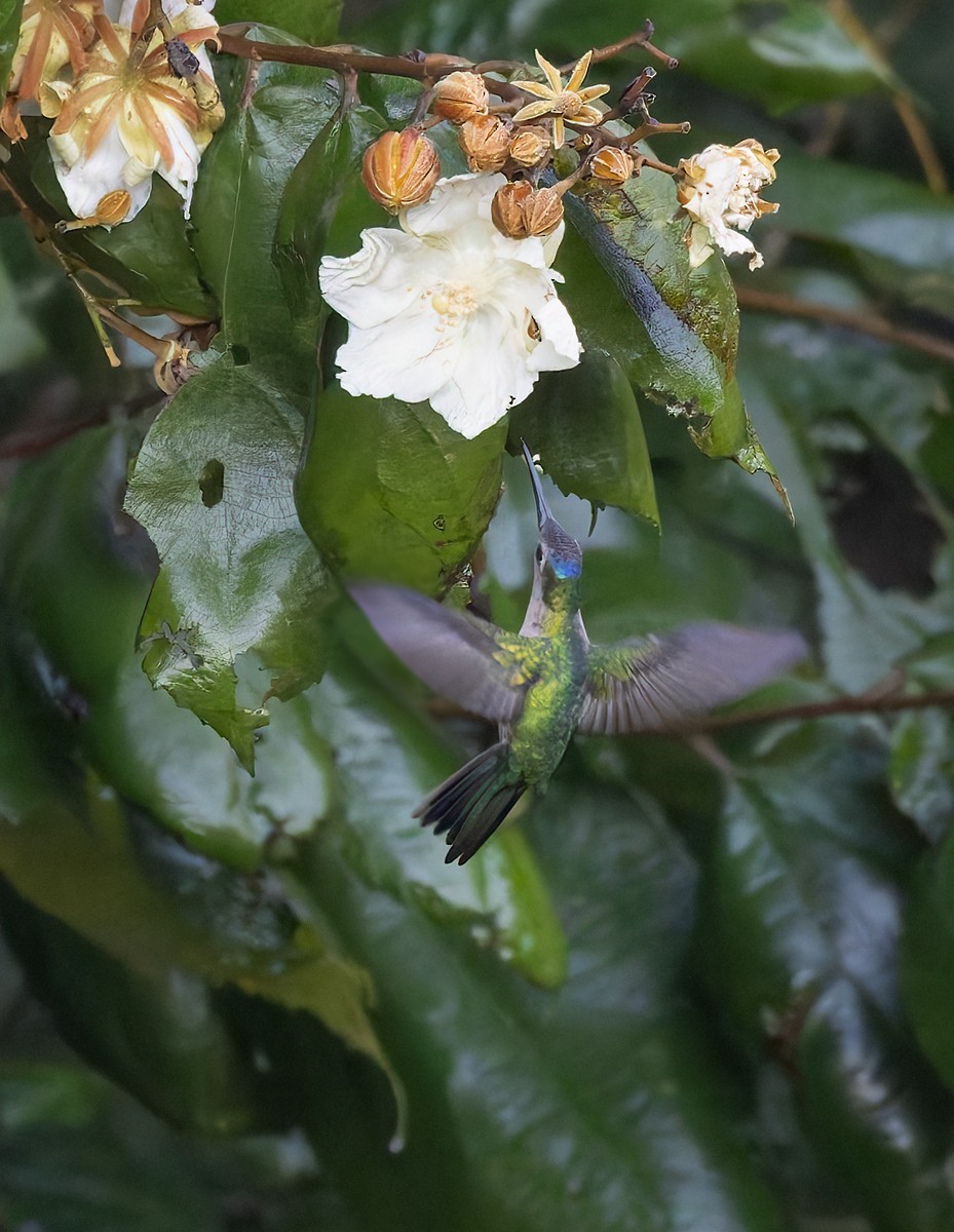 kolibřík klínoocasý (ssp. pampa) - ML615984700
