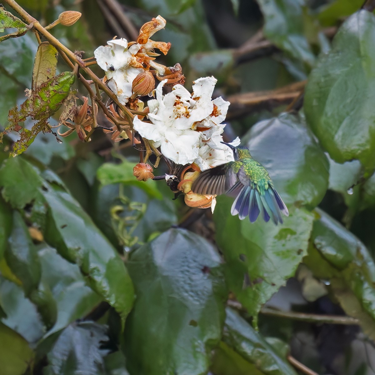 kolibřík klínoocasý (ssp. pampa) - ML615984701