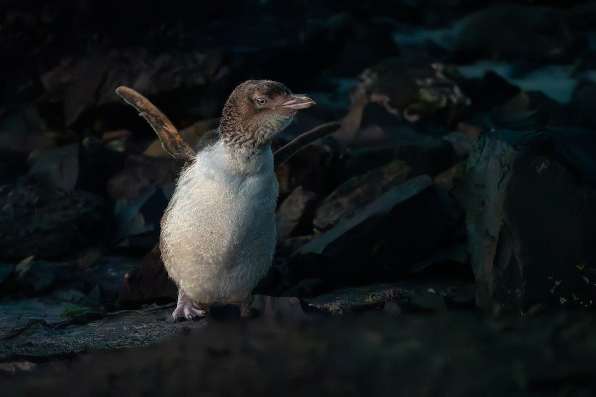 Little Penguin - David Turgeon