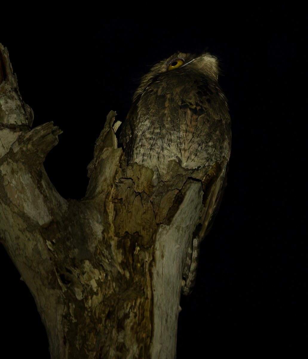 Northern Potoo (Middle American) - ML615984750