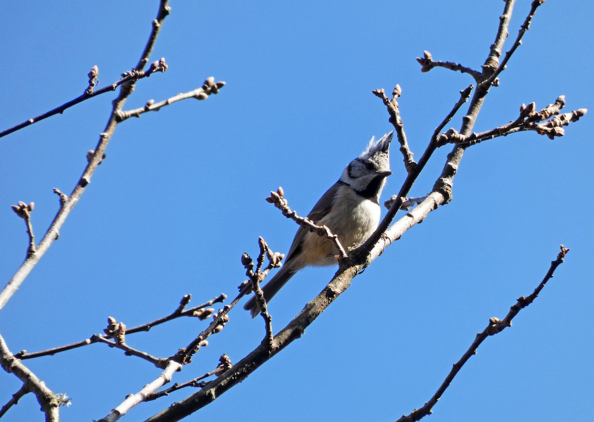 Crested Tit - ML615984929