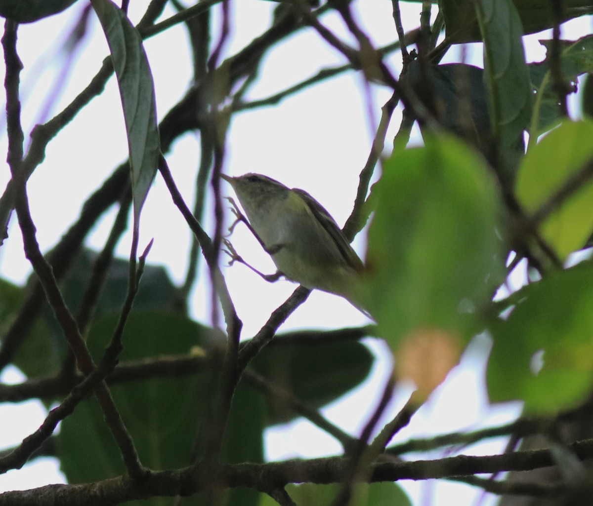 Yellow-browed Warbler - ML615984939