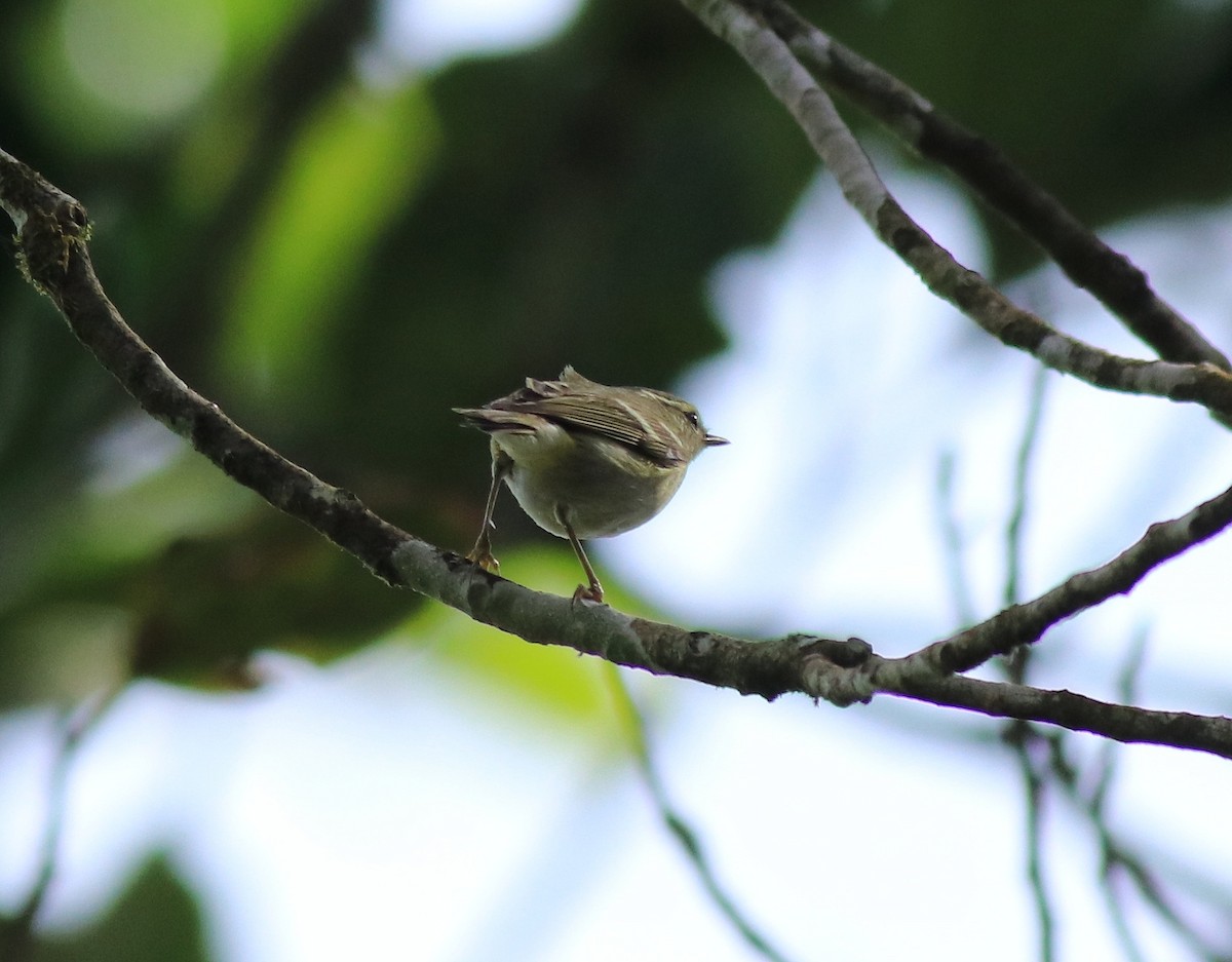 Yellow-browed Warbler - ML615984940