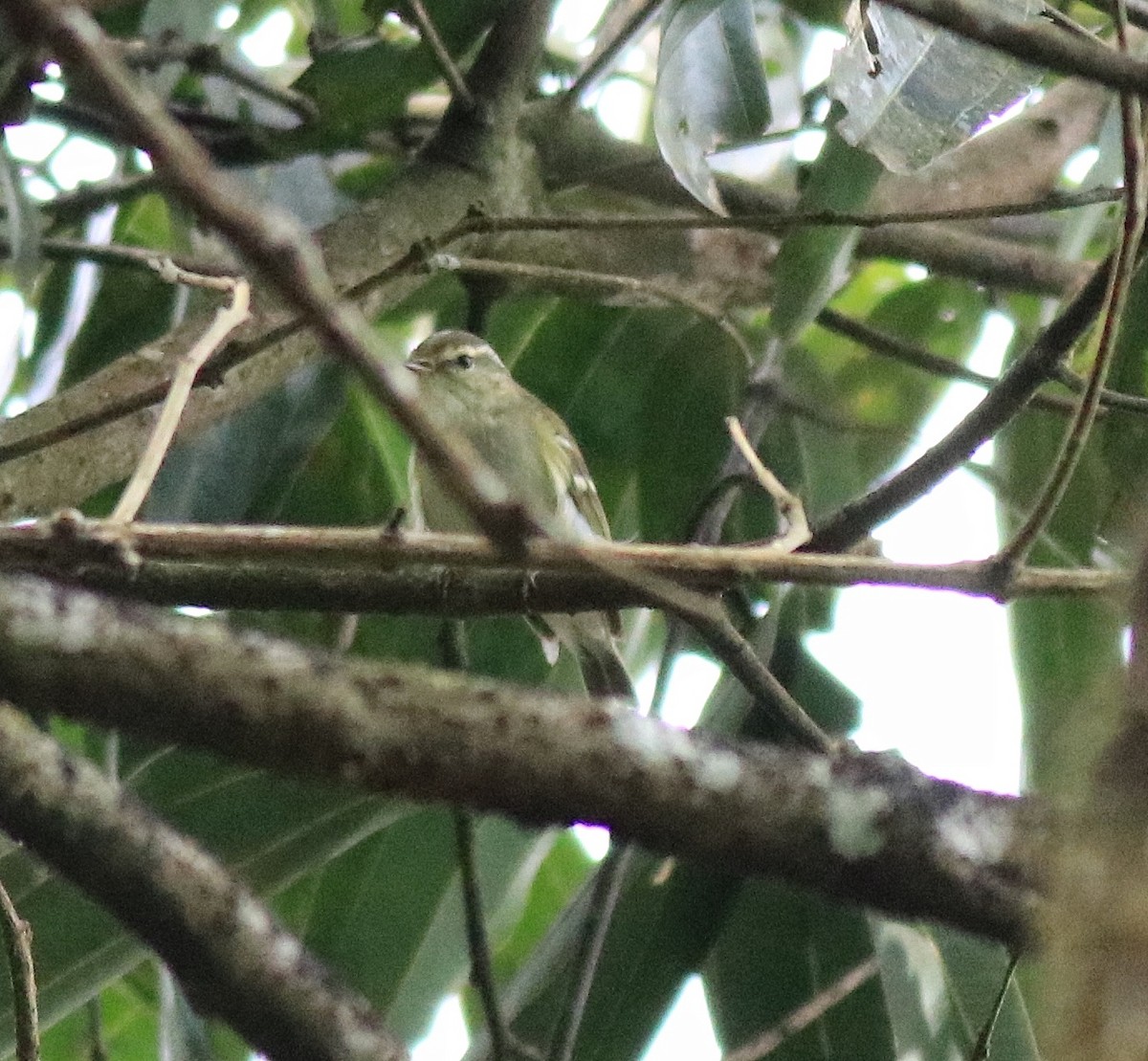 Yellow-browed Warbler - ML615984941
