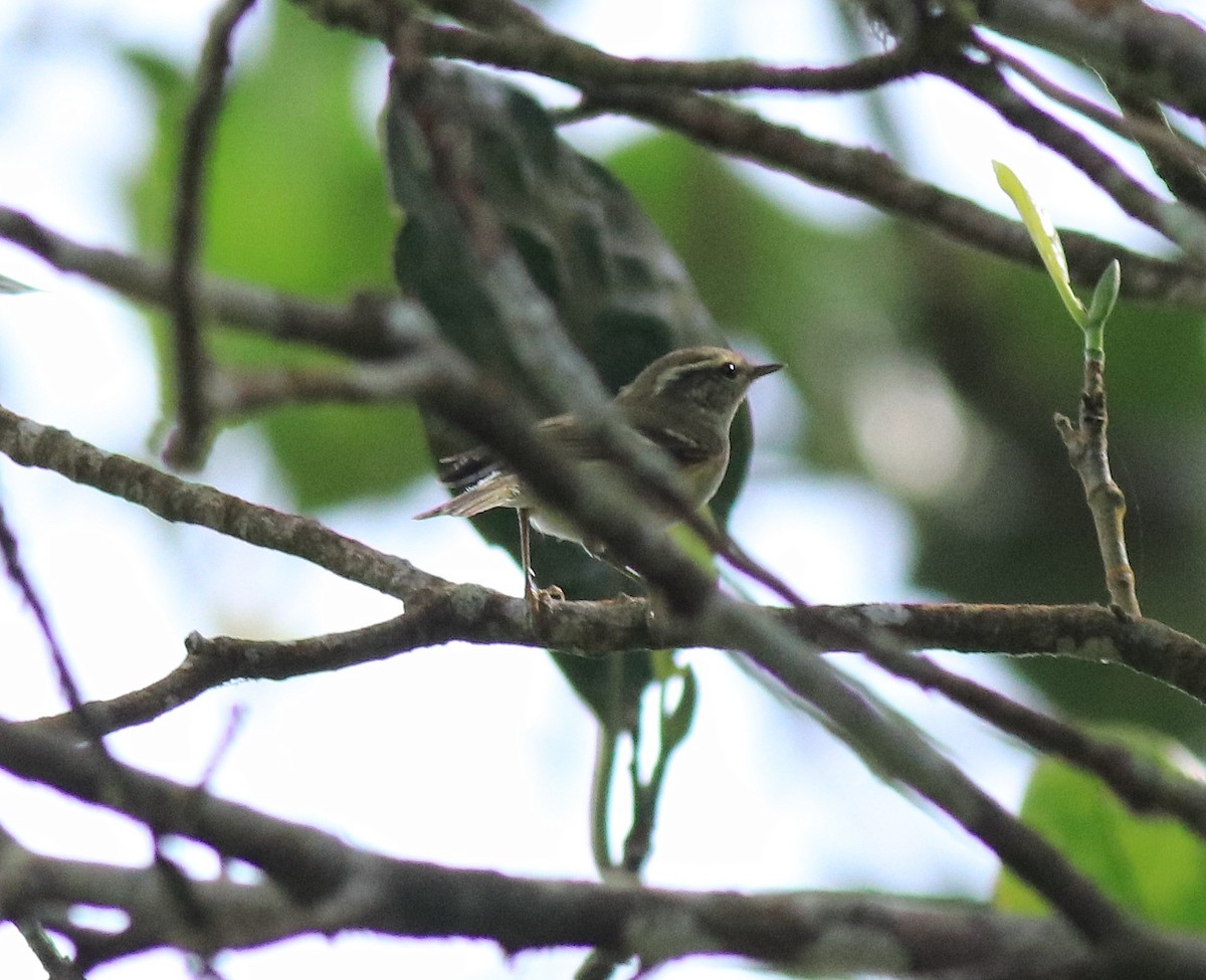 Yellow-browed Warbler - ML615984942