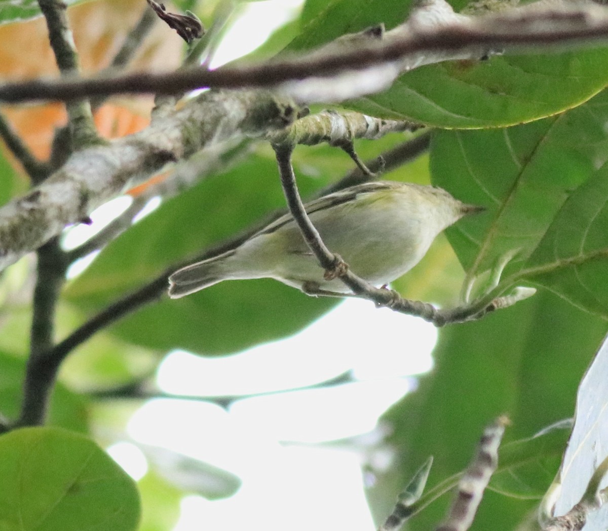 Yellow-browed Warbler - ML615984943