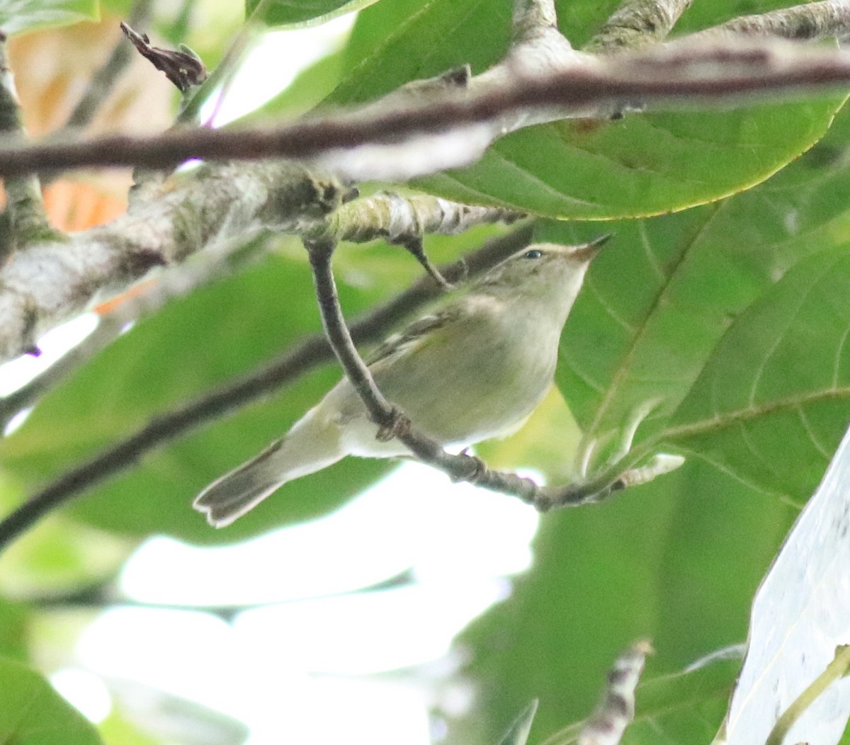 Yellow-browed Warbler - ML615984948