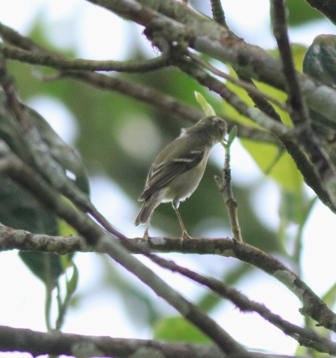 Yellow-browed Warbler - ML615984949