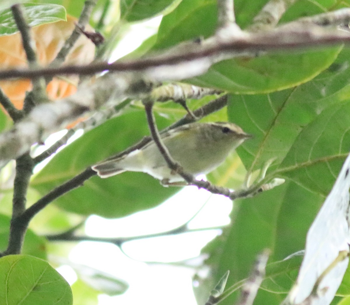 Yellow-browed Warbler - ML615984950
