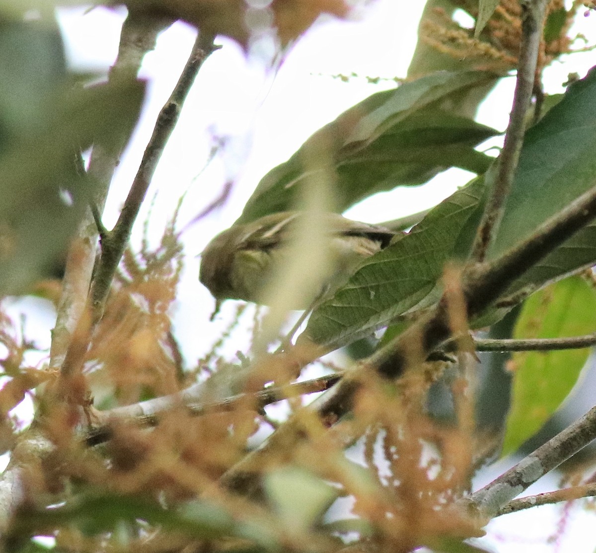 Yellow-browed Warbler - ML615984952