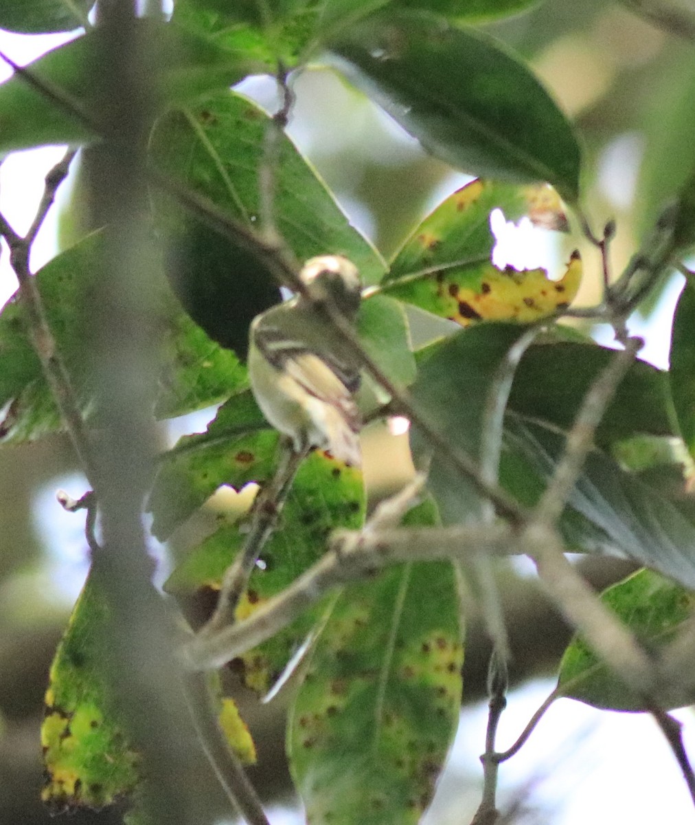 Yellow-browed Warbler - ML615984956