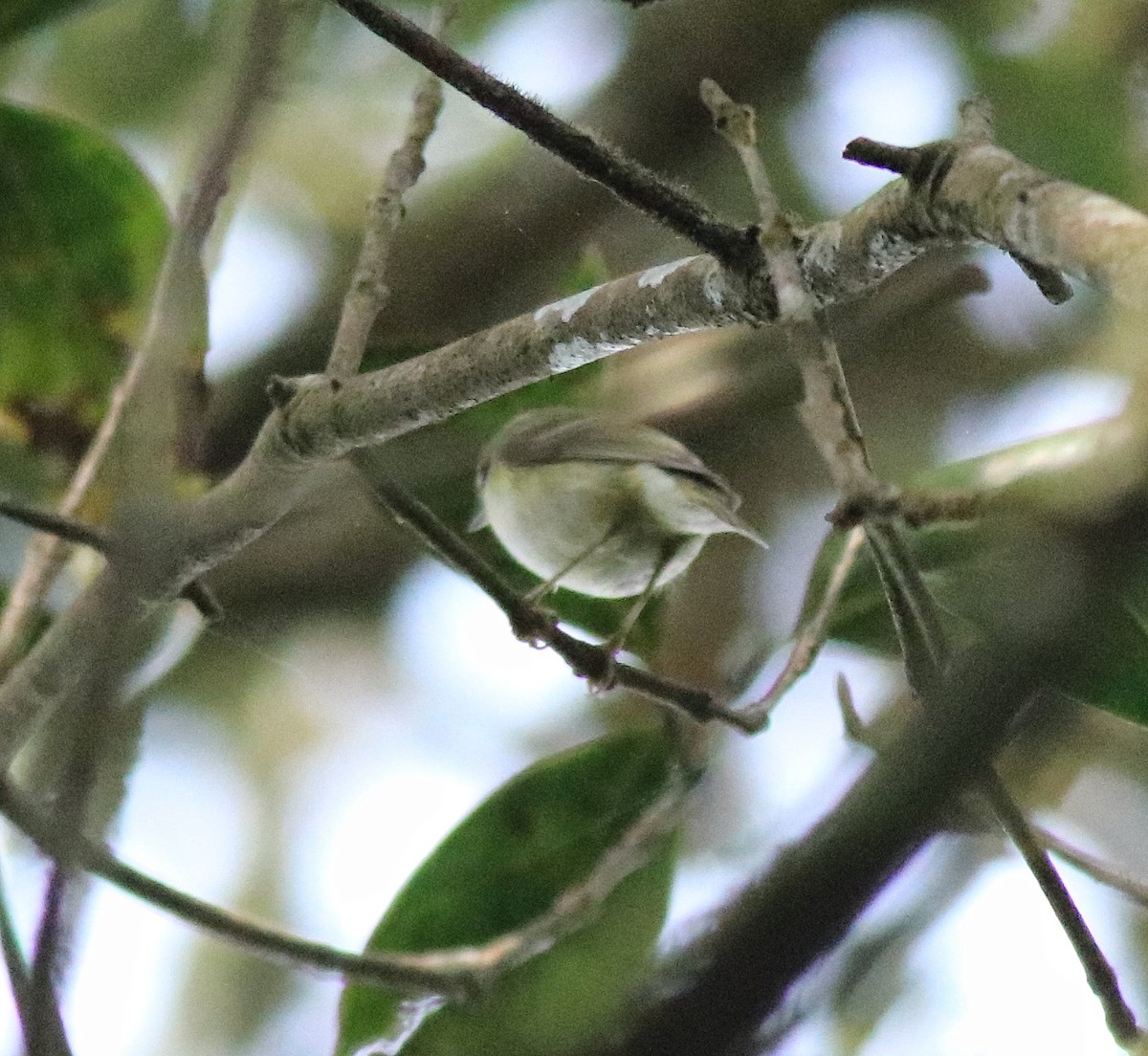 Yellow-browed Warbler - ML615984957