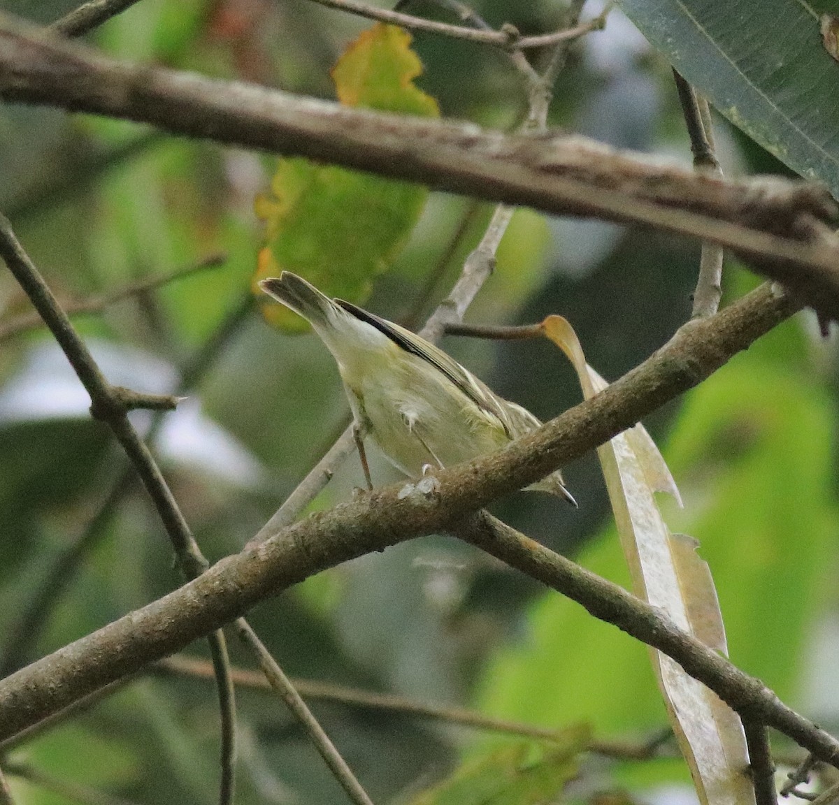 Yellow-browed Warbler - ML615984958