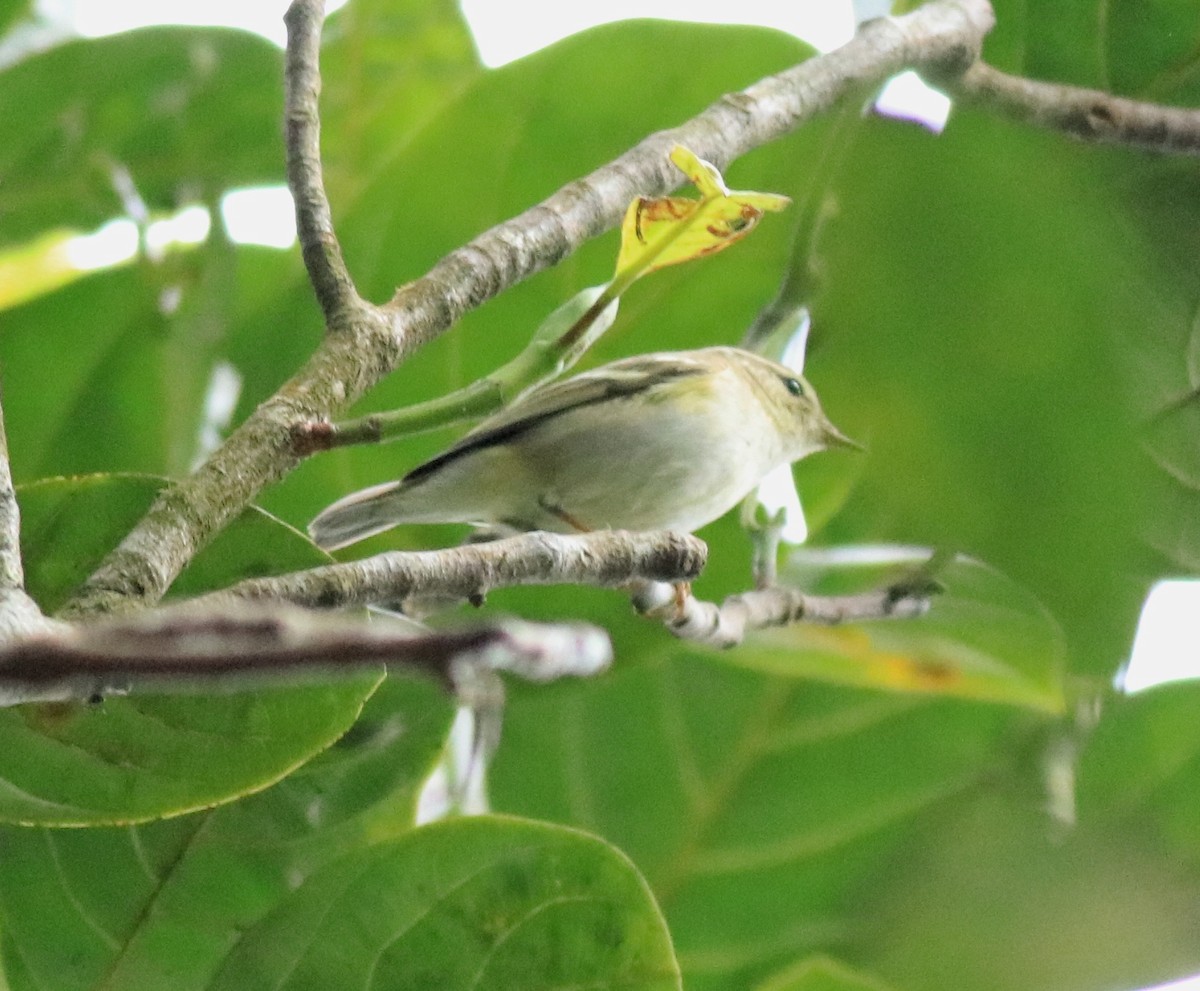 Yellow-browed Warbler - ML615984959