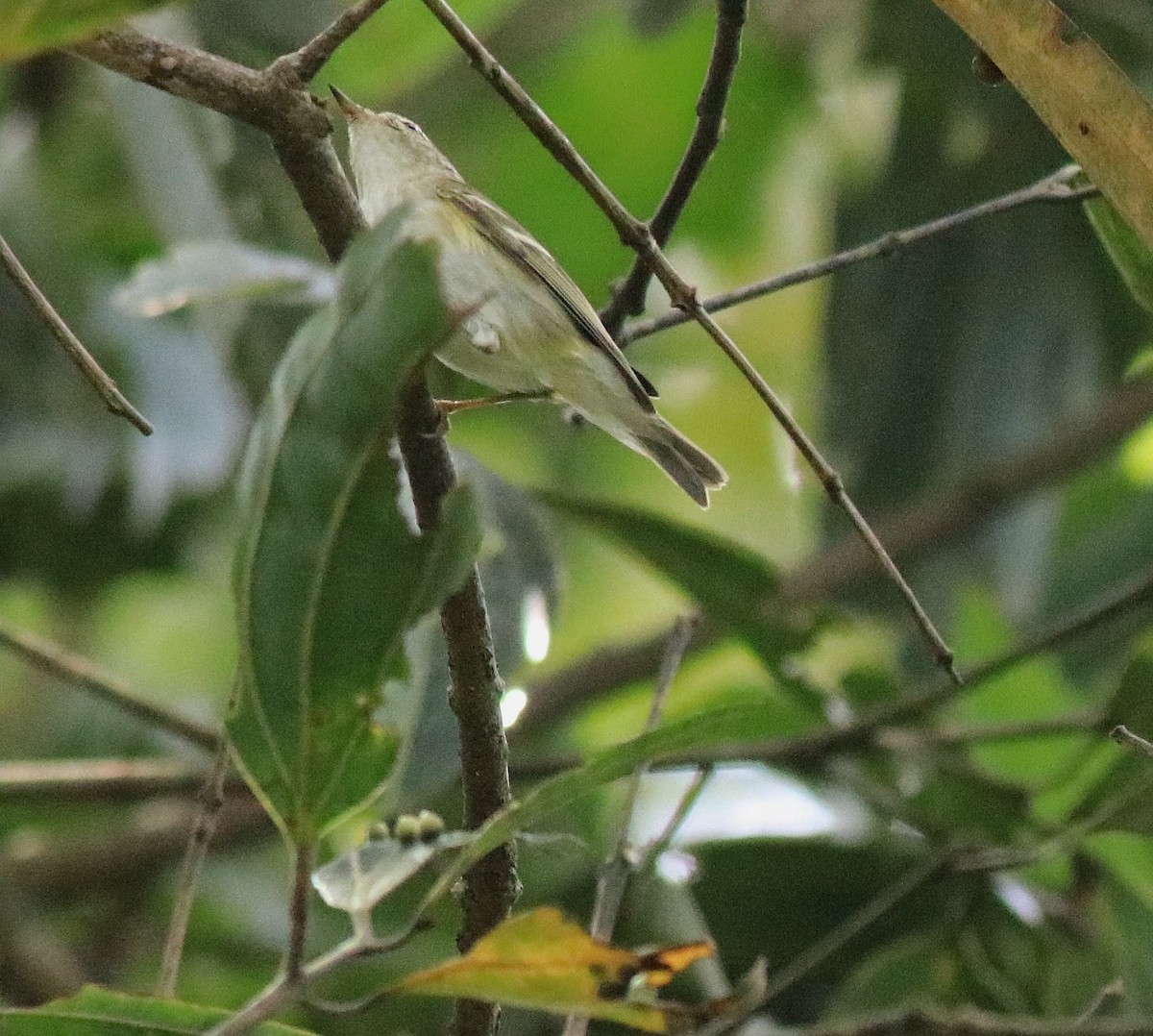 Yellow-browed Warbler - ML615984960