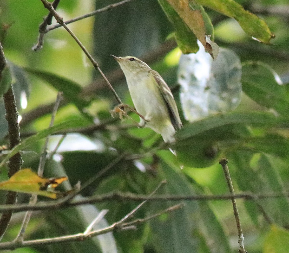 Yellow-browed Warbler - ML615984962