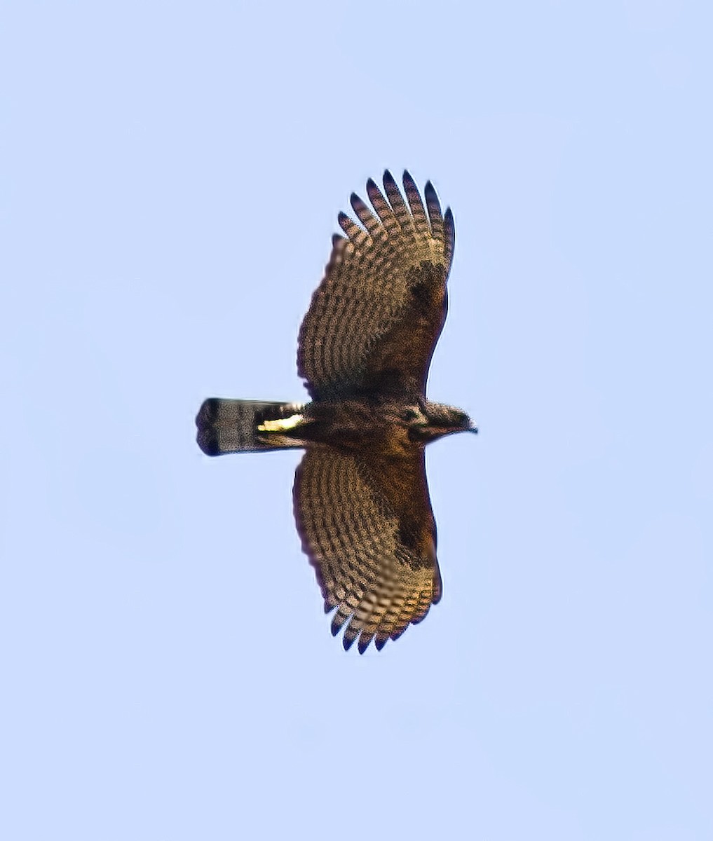 Philippine Hawk-Eagle - ML615984965