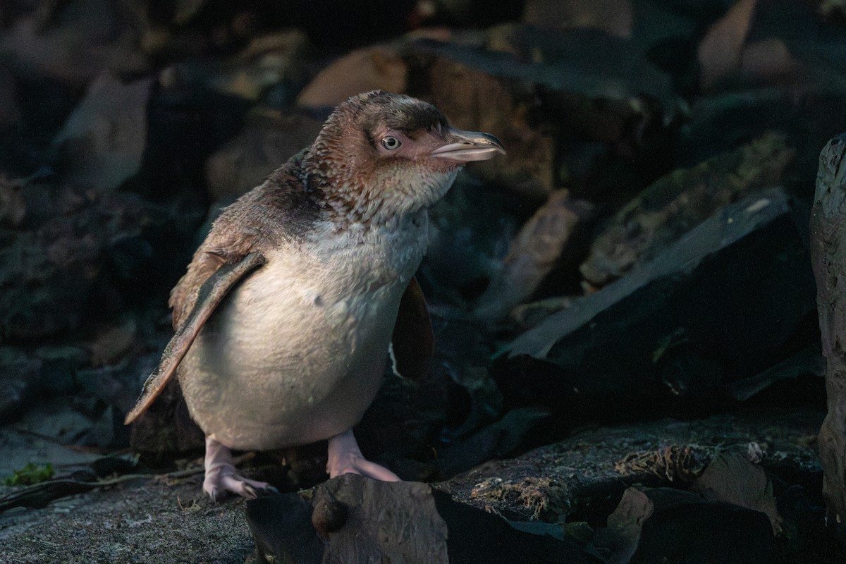 Little Penguin - David Turgeon