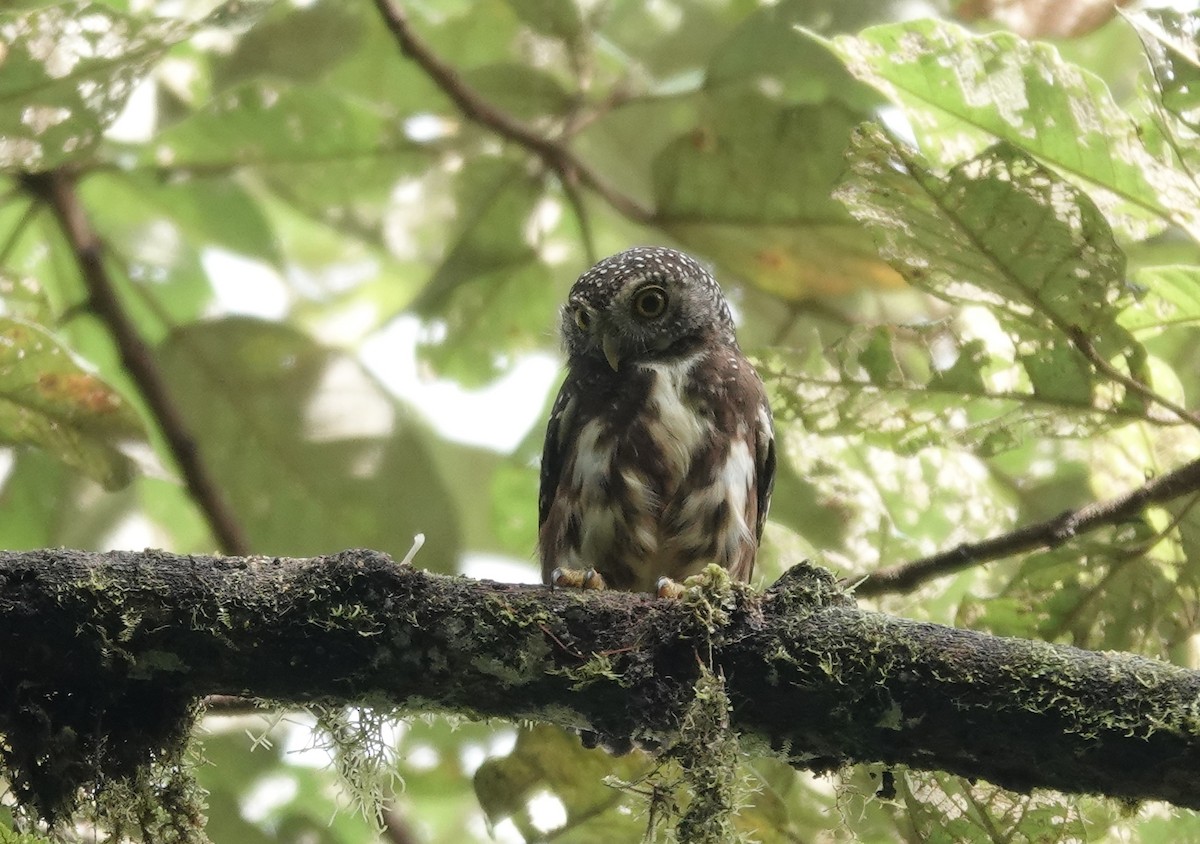 Cloud-forest Pygmy-Owl - ML615985068