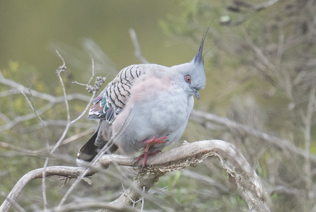 Crested Pigeon - ML615985128