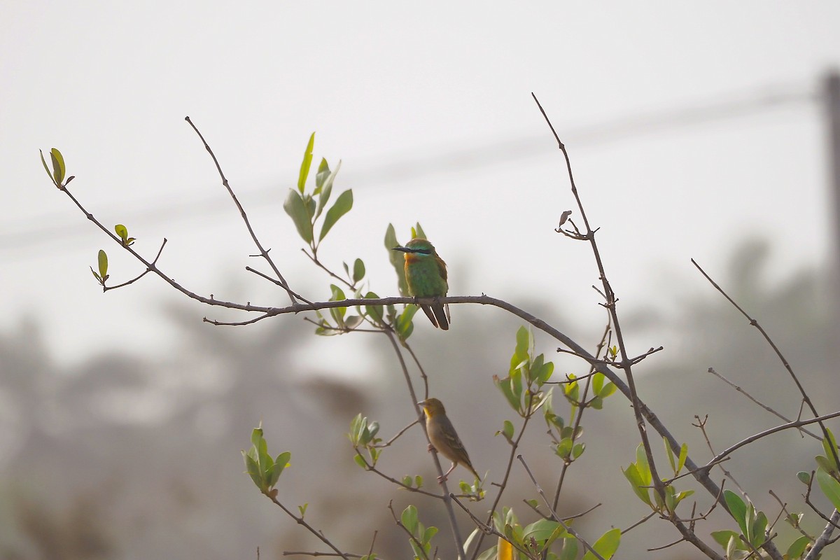 Blue-cheeked Bee-eater - ML615985186