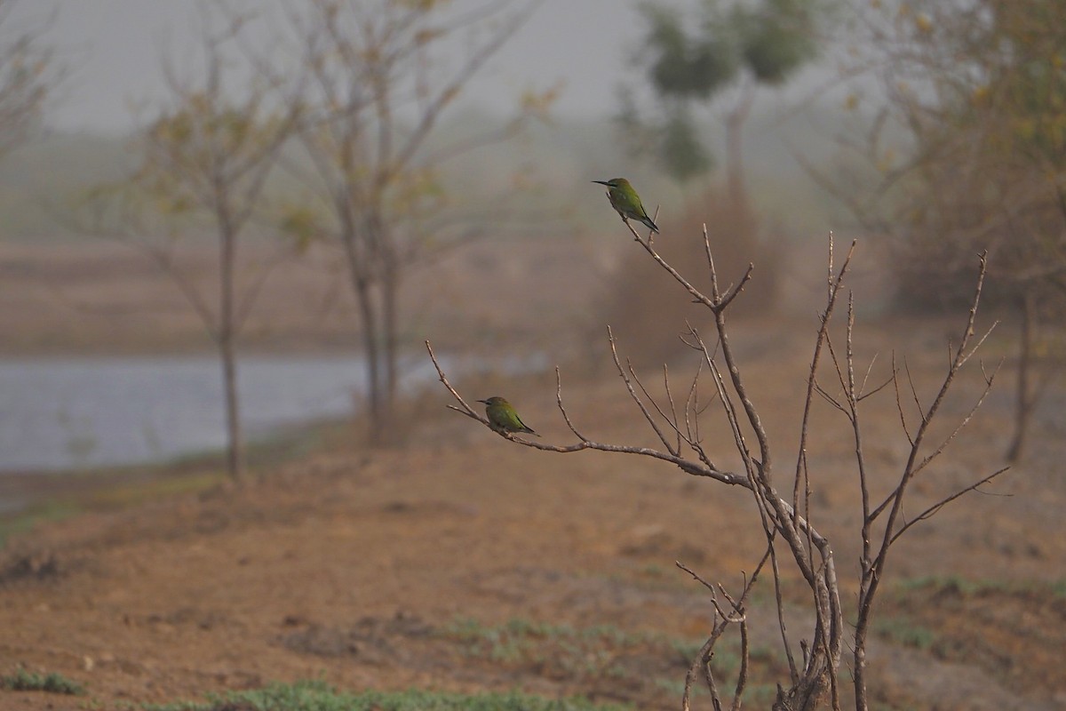 Blue-cheeked Bee-eater - ML615985187