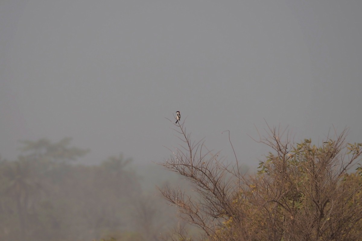 Woodchat Shrike (Western) - ML615985208