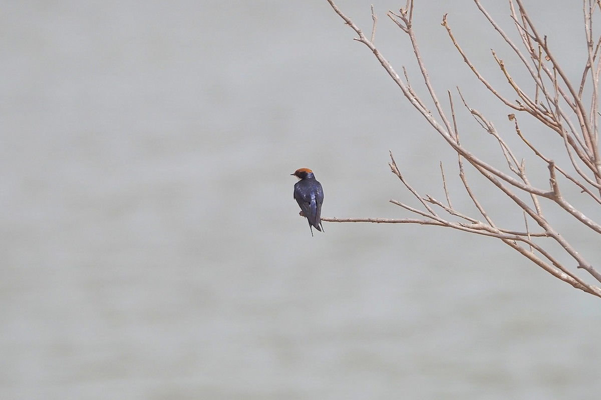Wire-tailed Swallow - Hasan Al-Farhan