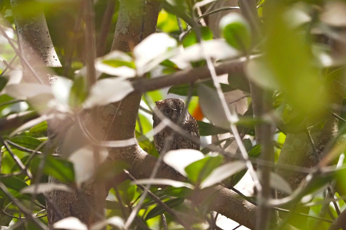 African Scops-Owl (African) - ML615985292