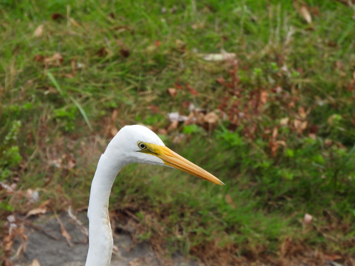 Great Egret (modesta) - ML615985429