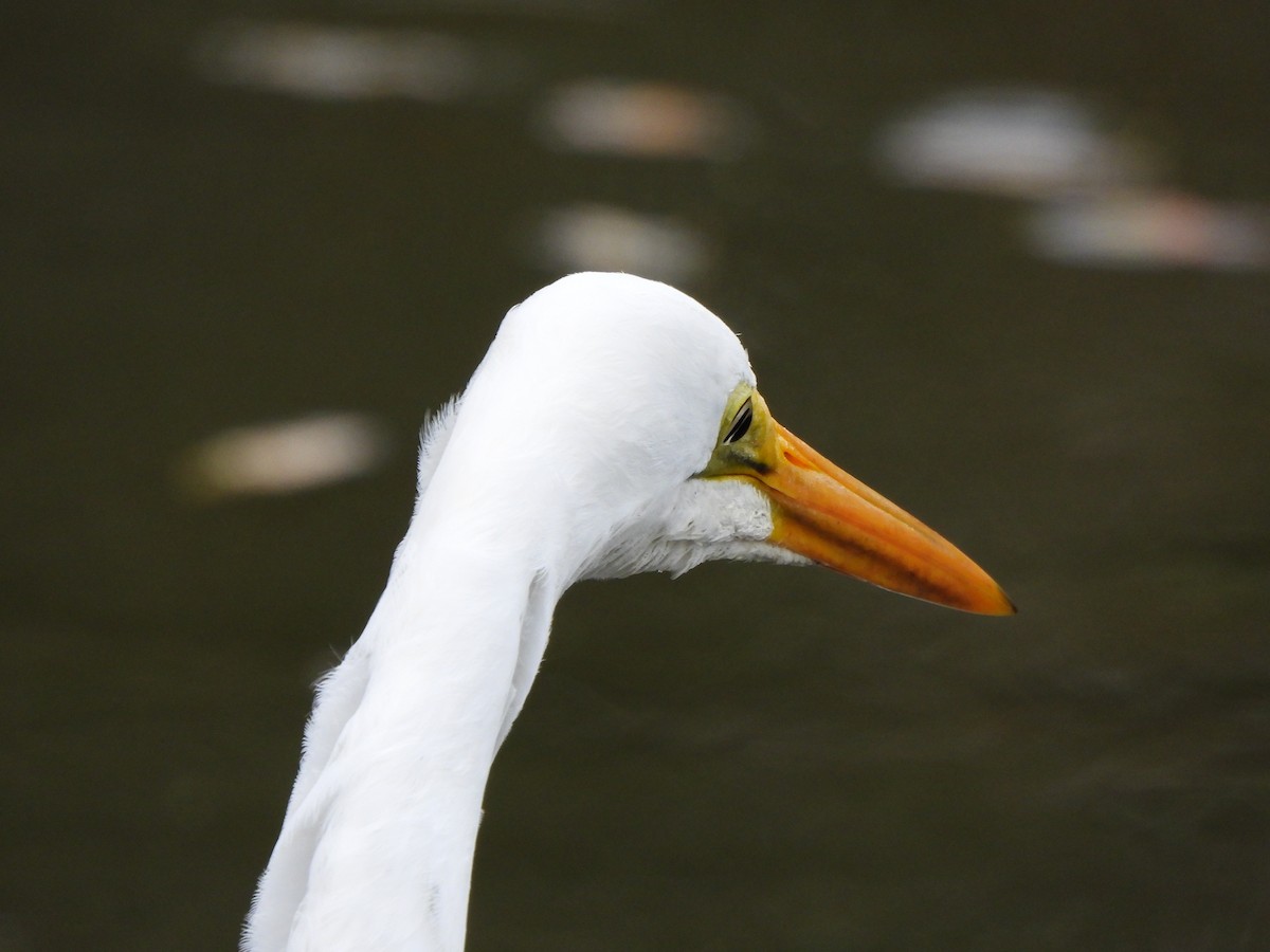 Great Egret (modesta) - Jeffrey Crawley