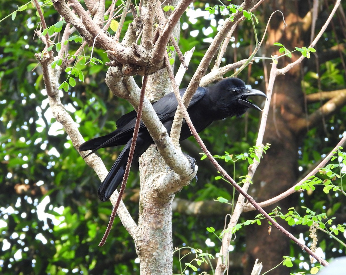 Large-billed Crow (Indian Jungle) - ML615985594