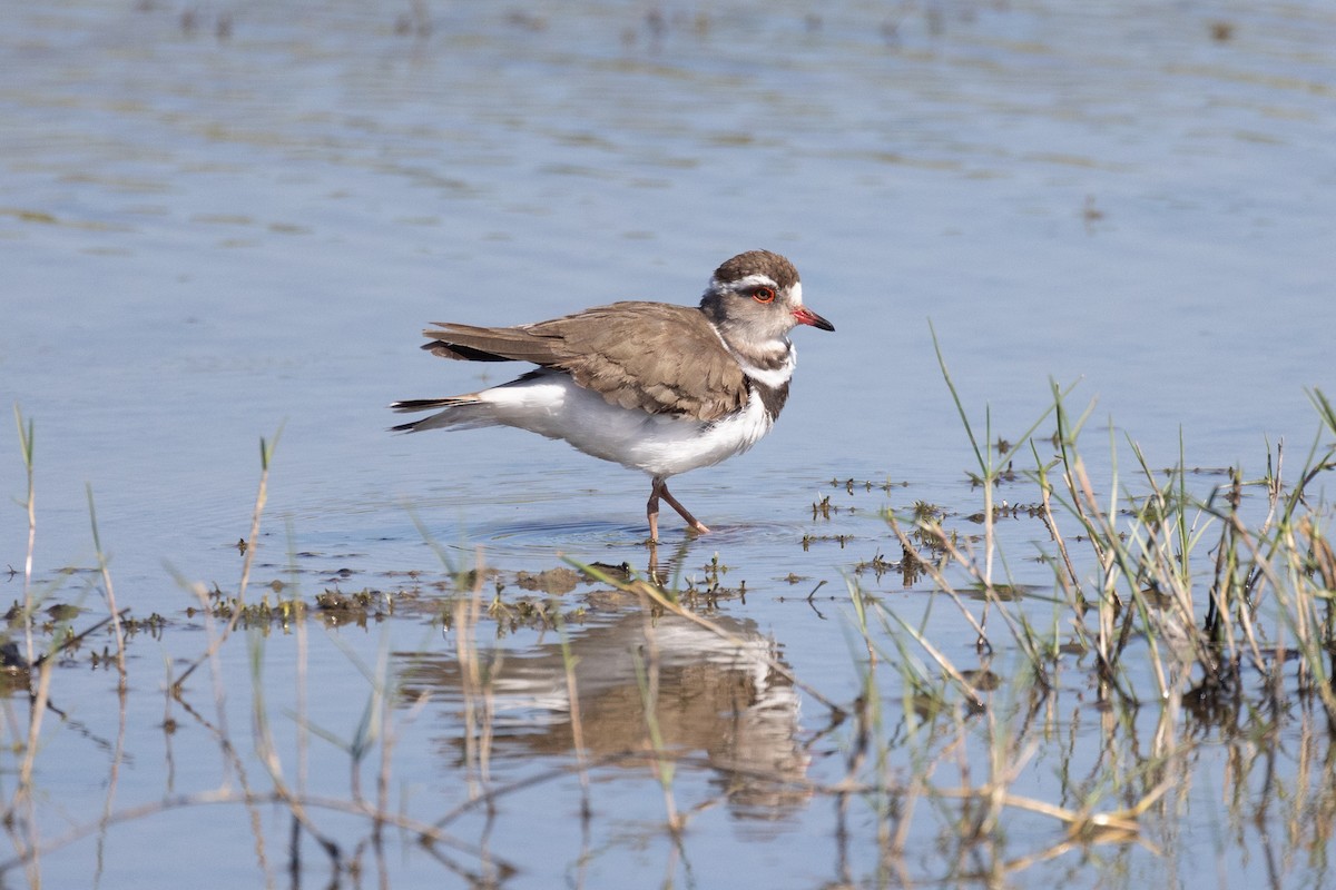 Three-banded Plover (African) - ML615985597
