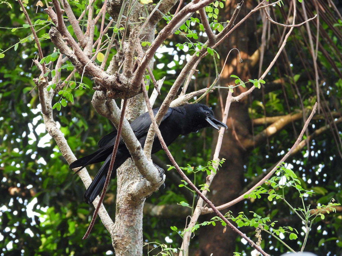 Large-billed Crow (Indian Jungle) - ML615985599