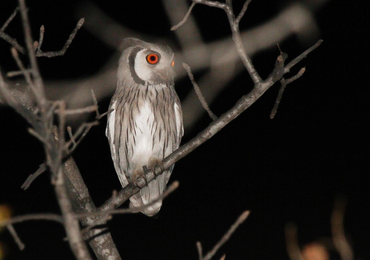 Southern White-faced Owl - Adam Buckham