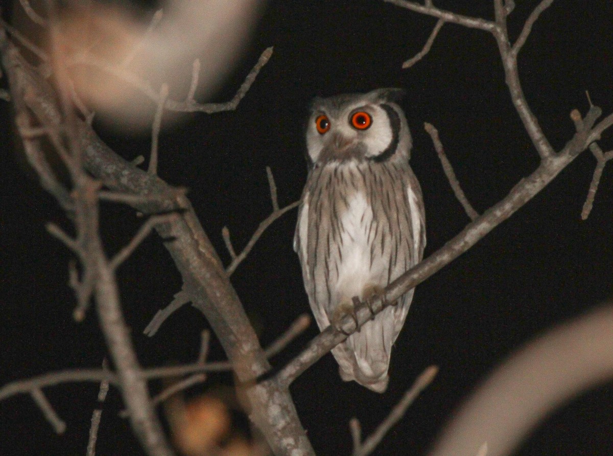 Southern White-faced Owl - ML615985669